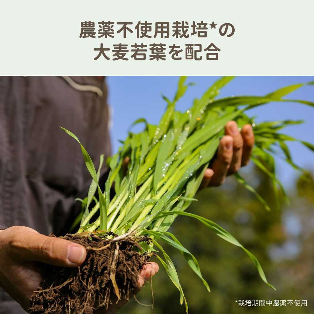 ビー グリーン GF